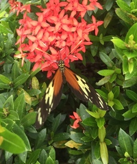 Heliconius hecale melicerta