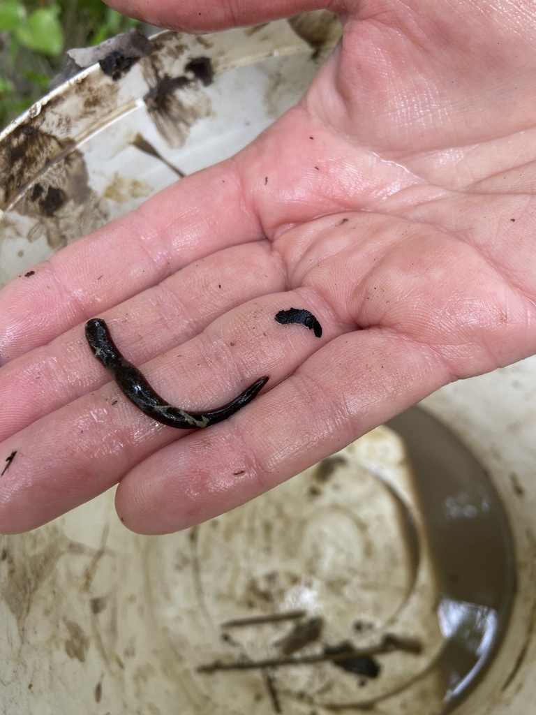 Erpobdella from Francis Marion National Forest, Bonneau, SC, US on