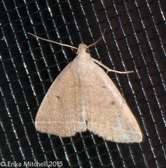 Zanclognatha jacchusalis