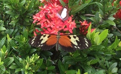 Heliconius hecale melicerta