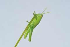 Schistocerca serialis cubense