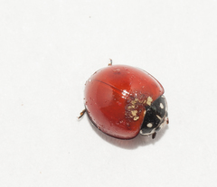 Hesperomyces virescens