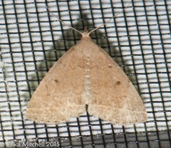 Zanclognatha jacchusalis