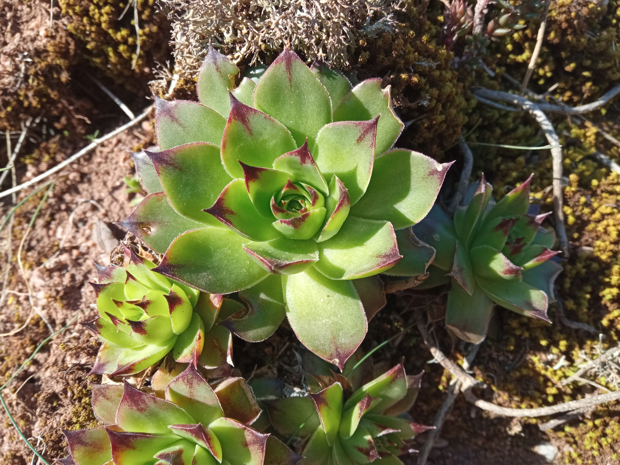 Sempervivum 'Sanford's Hybrid' 2