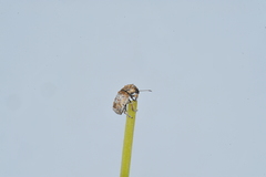 Toxonotus mendax