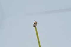 Toxonotus mendax