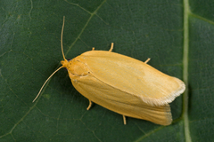 Zelotherses paleana