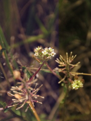Lepidium trianae