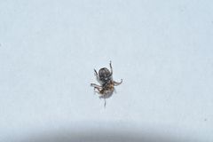 Toxonotus mendax