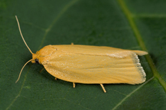 Zelotherses paleana