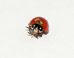 Hesperomyces virescens