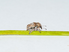 Toxonotus mendax