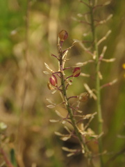Lepidium trianae