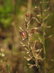 Lepidium trianae
