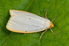 Cybosia mesomella