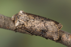 Agrotis clavis