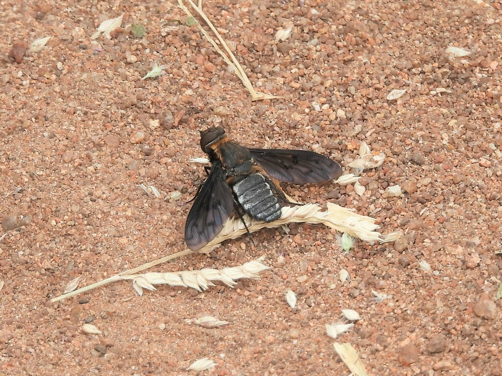 Heteralonia umbrosa