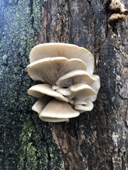Pleurotus ostreatus