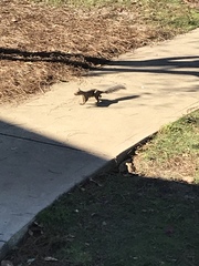 Sciurus carolinensis