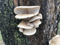 Pleurotus ostreatus
