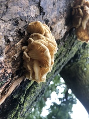 Pleurotus ostreatus