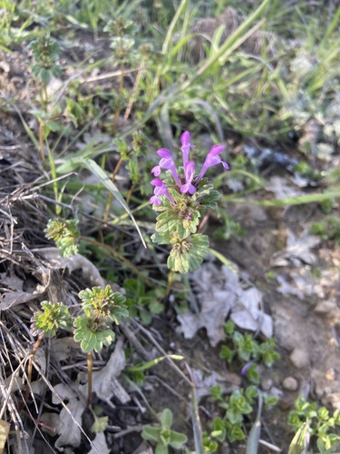 iNaturalist observation photo of henbit deadnettle