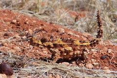 Moloch horridus
