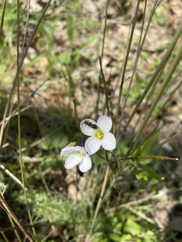 iNaturalist observation photo of milkmaids