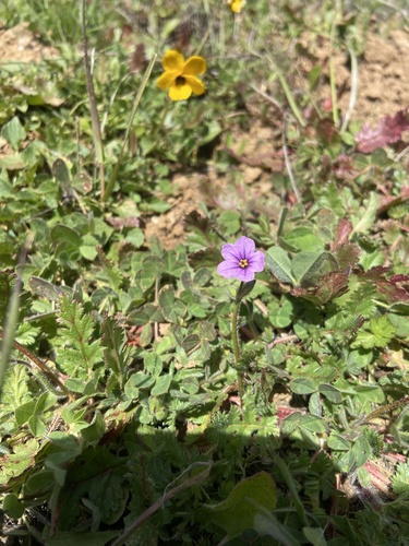 iNaturalist observation photo of Mediterranean Stork's-bill
