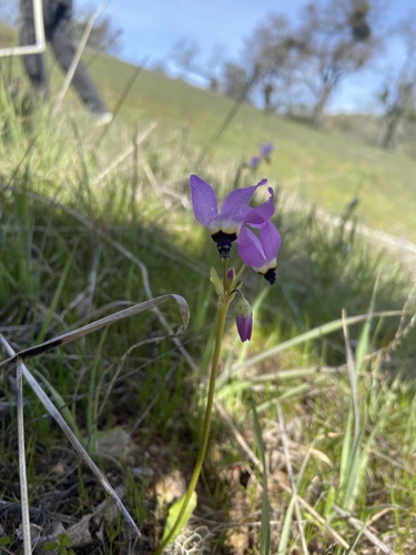 iNaturalist observation photo of Padre's Shooting Star