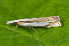 Crambus pascuella