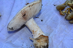 Amanita proxima