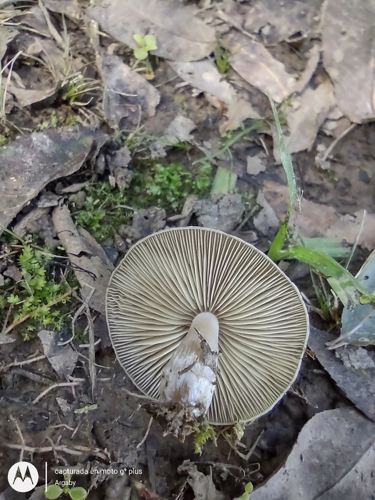 Cyclocybe erebia · April 2023 · photo: © argaby (iNaturalist, cc-by)