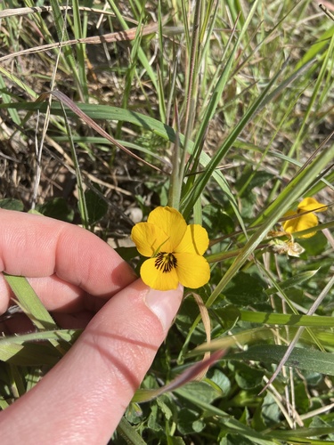 iNaturalist observation photo of California Golden Violet