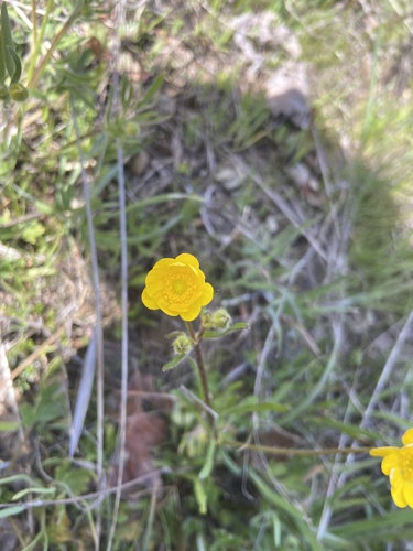 iNaturalist observation photo of California buttercup