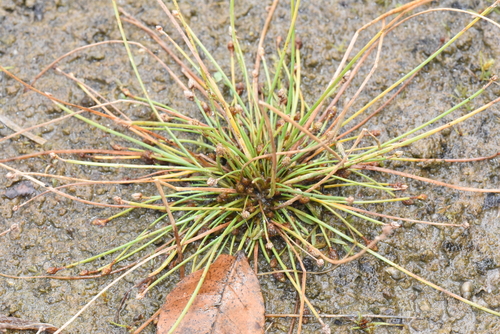 Wright's Spikerush — photo 1