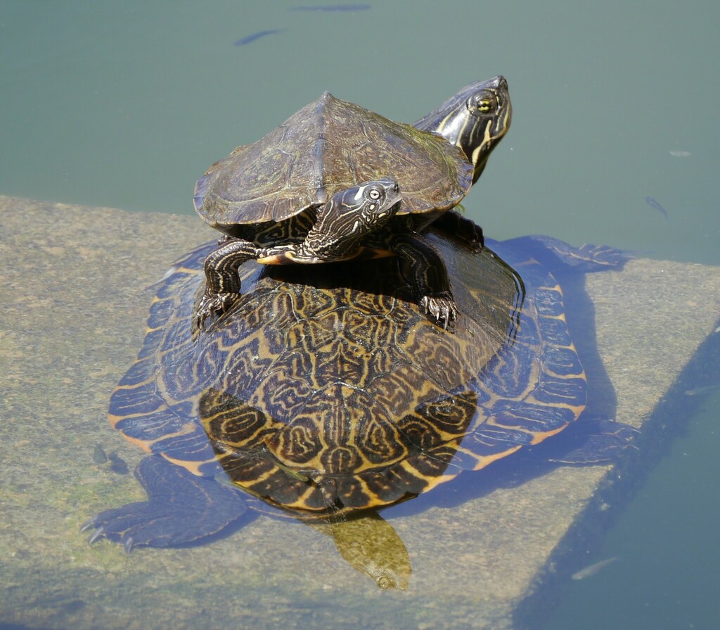 Ouachita Map Turtle from Carretera de Valldemossa, km 7.5, 07122 Palma ...