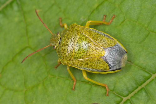 Gorse Shield Bug