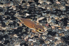 Nephrurus laevissimus