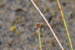 Eleocharis diandra
