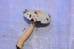Hygrophorus cossus