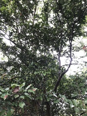 Psidium friedrichsthalianum