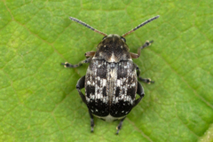 Bruchus affinis