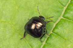 Coptosoma scutellatum