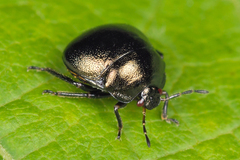 Coptosoma scutellatum