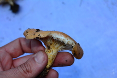 Lactarius tesquorum