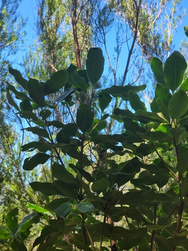 Image of Pittosporum coriaceum by (c) Vítor Jorge, some rights reserved (CC BY)