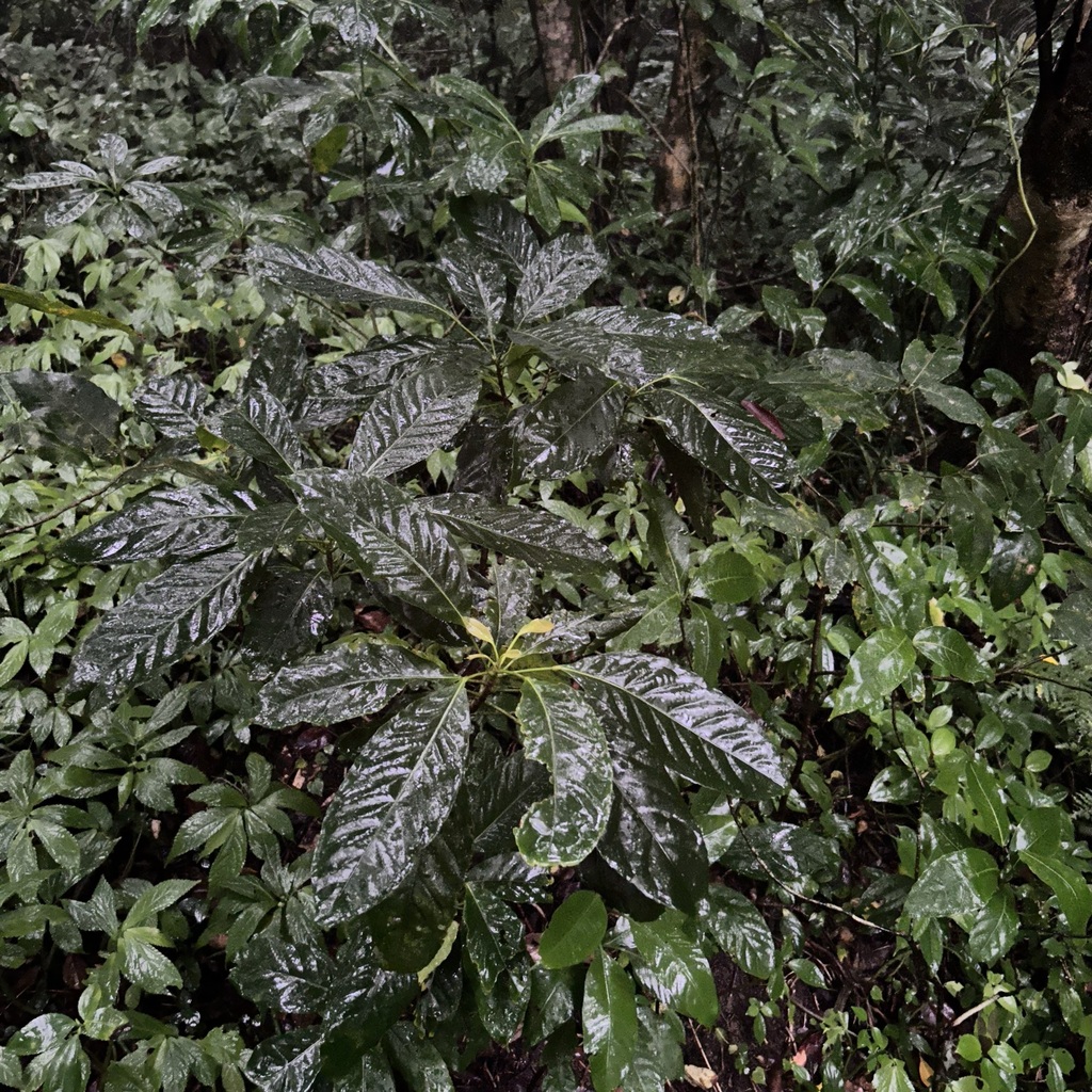 Elaeocarpus multiflorus