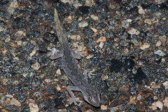 Strophurus ciliaris aberrans