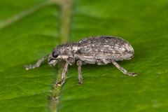 Sitona humeralis
